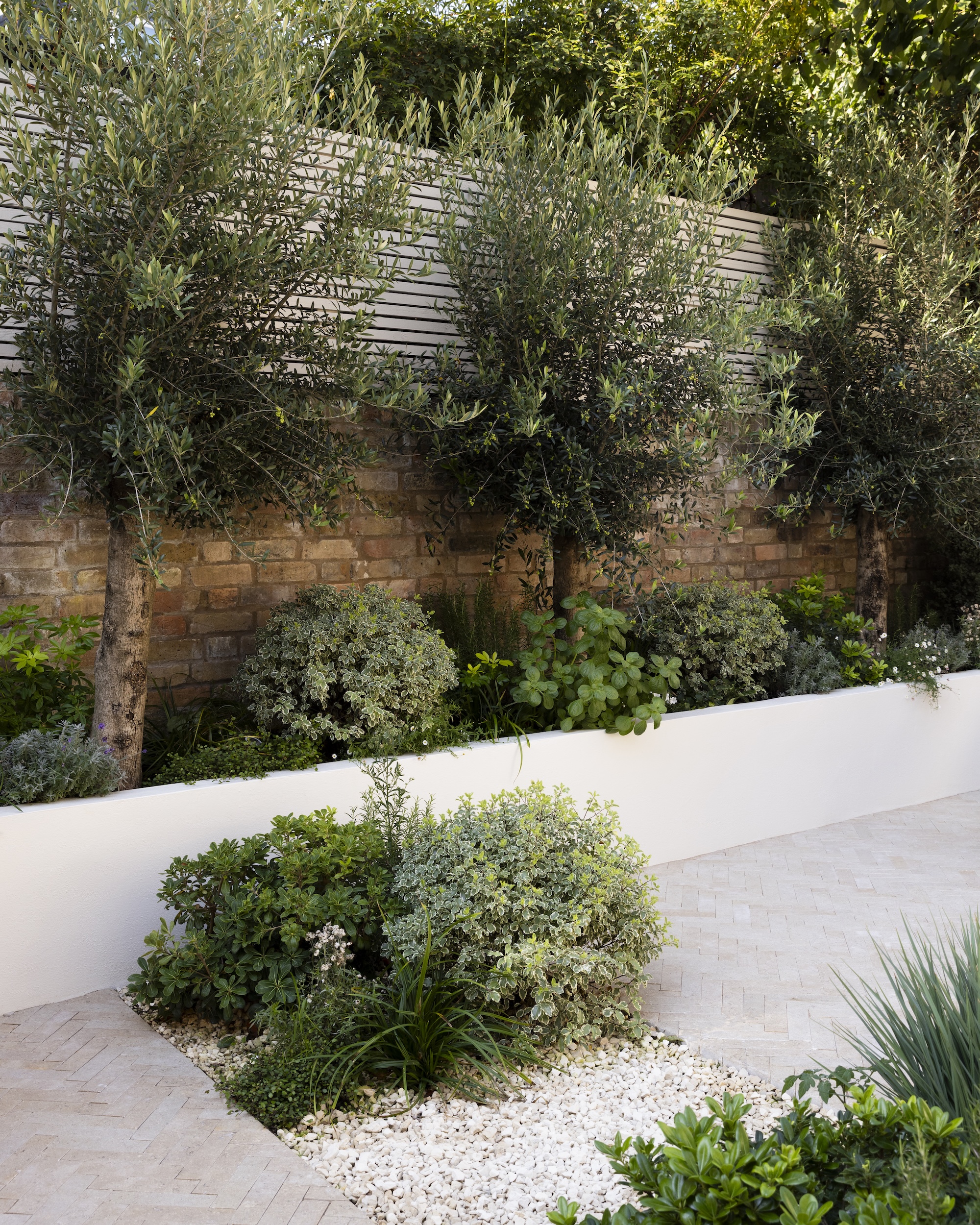 a mediterranean garden in london with three olive trees in a row in raised garden borders