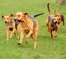 bloodhounds1.jpg