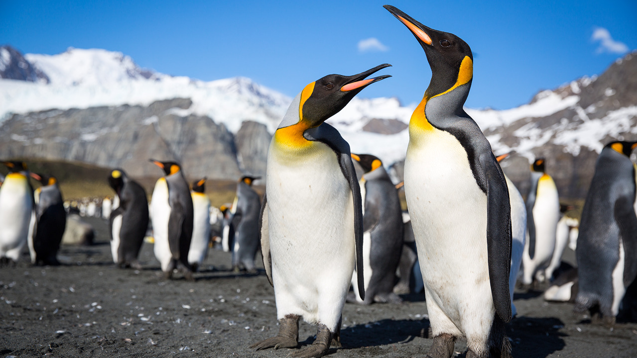 King Penguins in Gold Harbor, South Georgia Island.