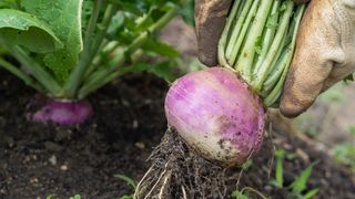 Gardener harvesting turnip roots