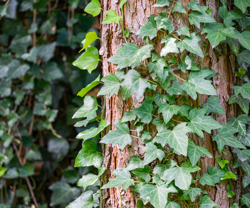 How to kill ivy – stop this climbing vine causing damage | Homebuilding