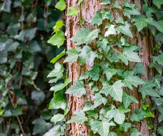 Close-up green English ivy (Hedera helix, European ivy) growing on the trunk of a tree