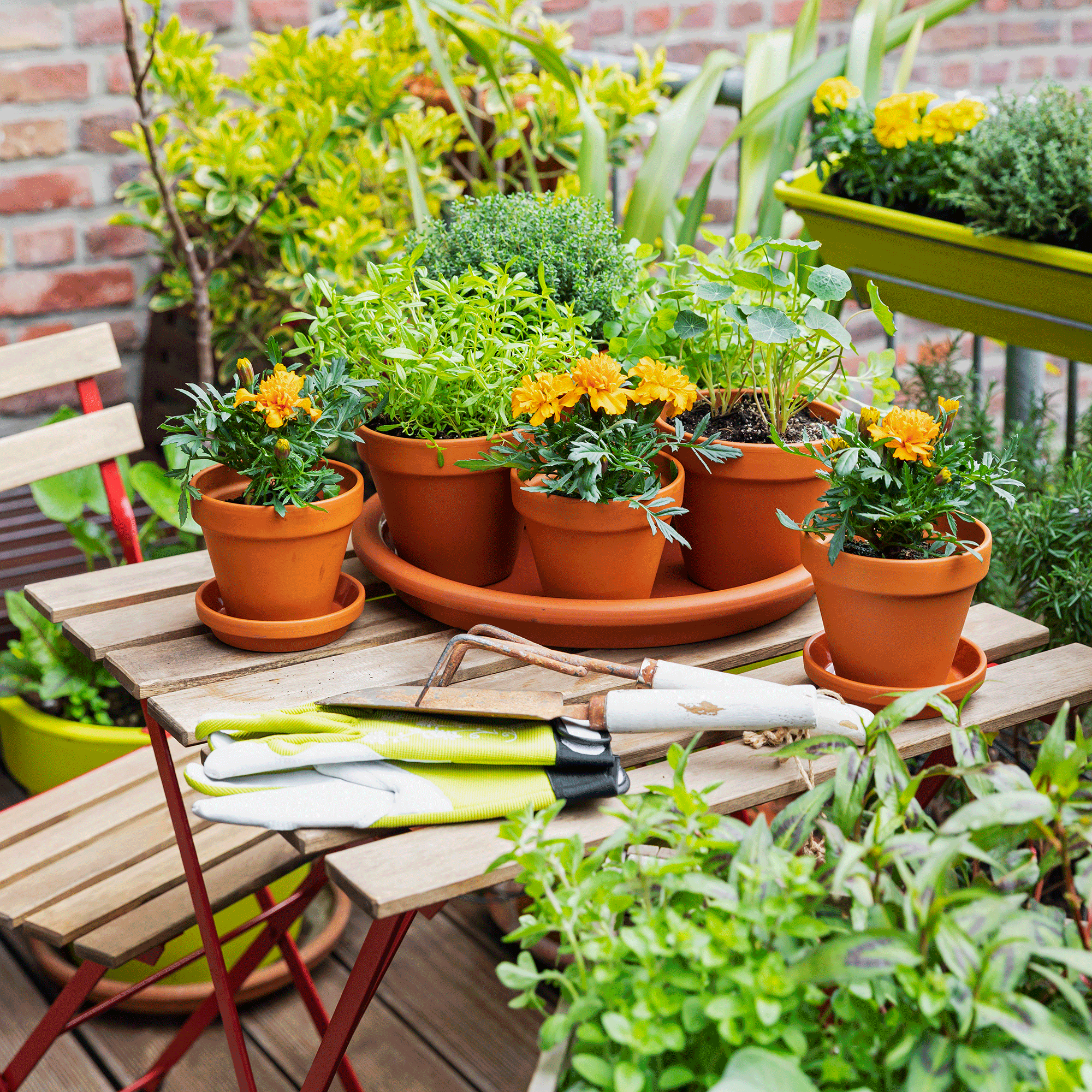 Marigolds in pots on a wooden garden table