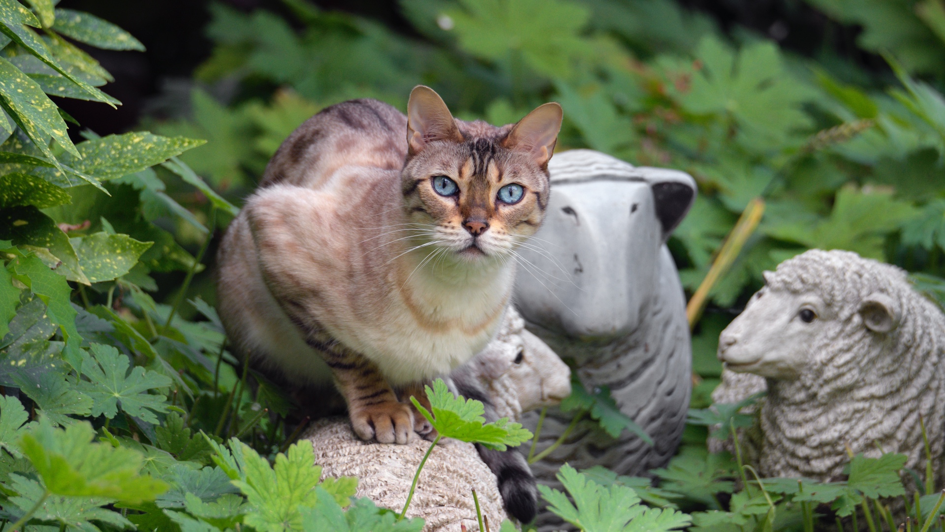 Chausie