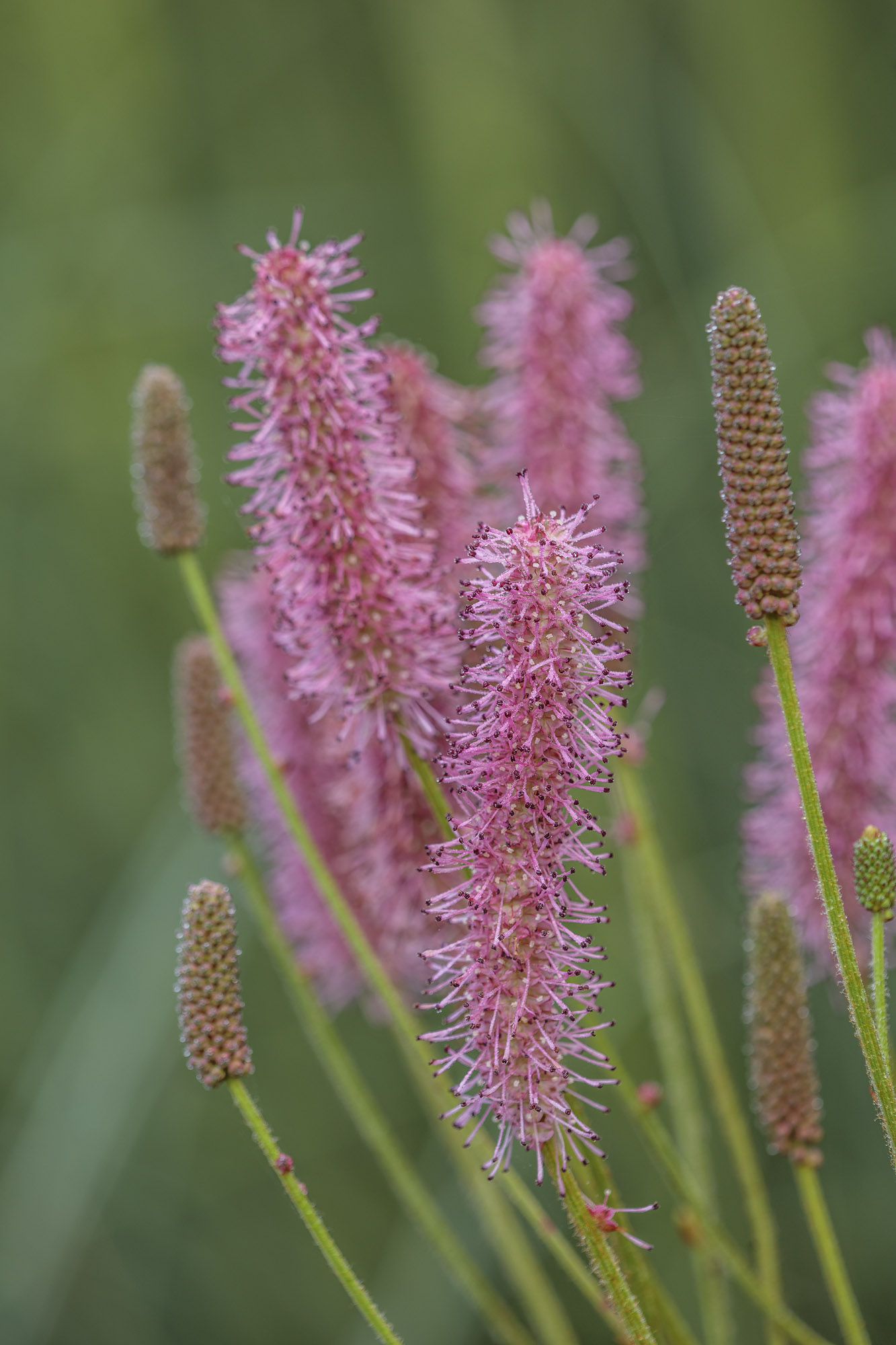 Different types of grasses at Knoll Garden, Dorset