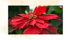 picture of red poinsettia