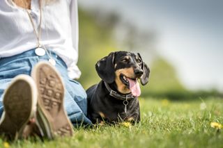 Stanley the Dachshund