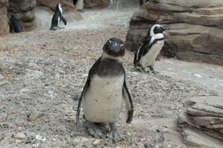 African penguin chicks, was