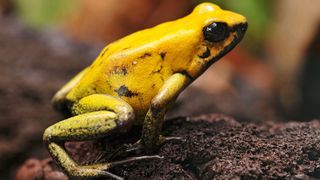 Green colored dart frog — Best small pets