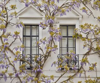 wisteria