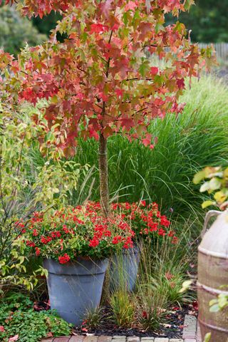 a fall garden with an acer tree