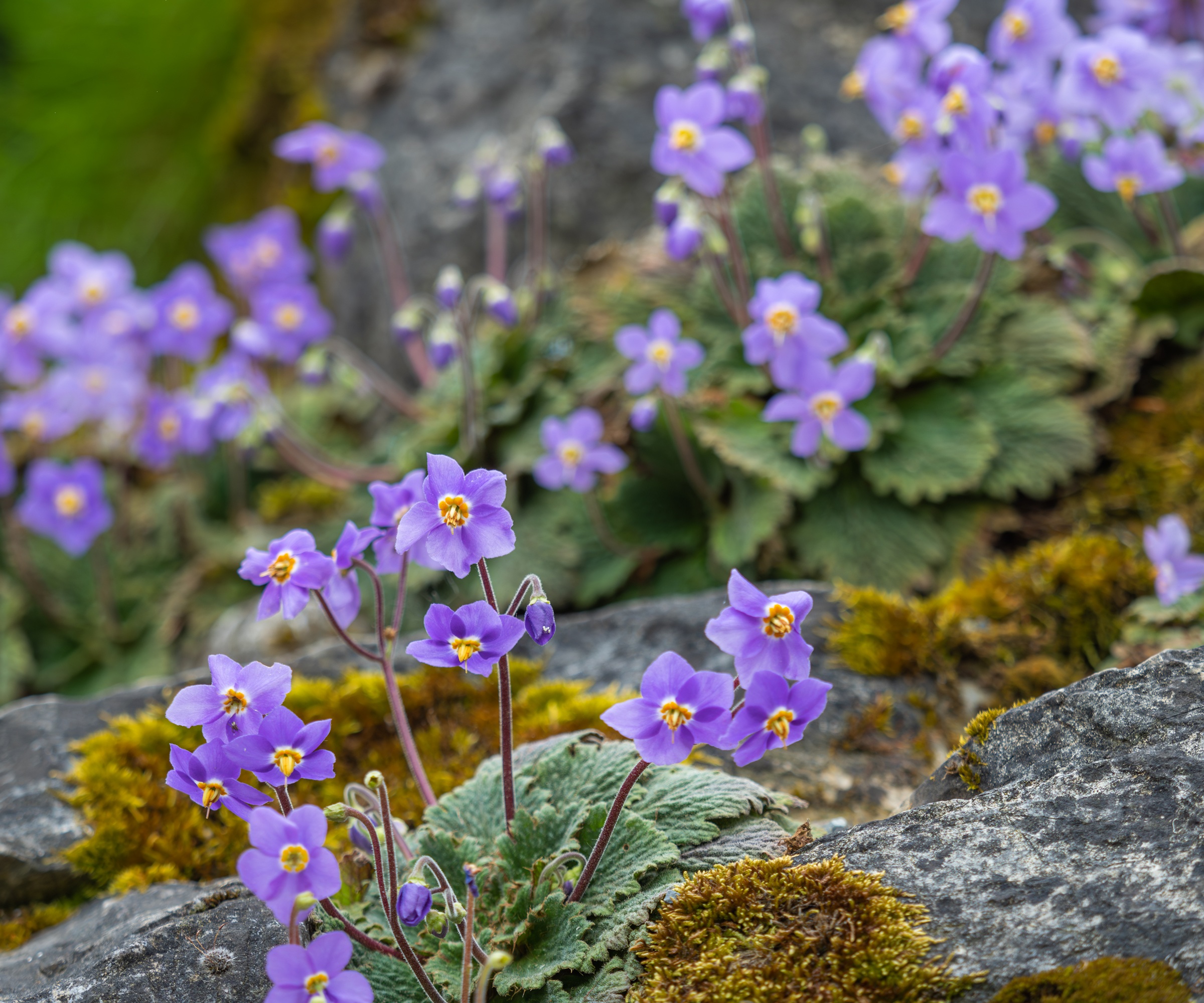 Pyrean violet, Hardy African Violet