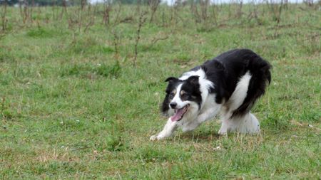 A border collie tracks livestock on a farm.