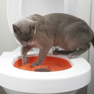 grey cat on white toilet in bathroom