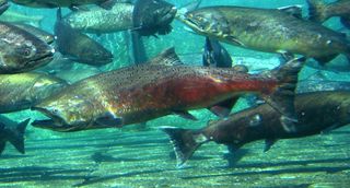 chinook salmon