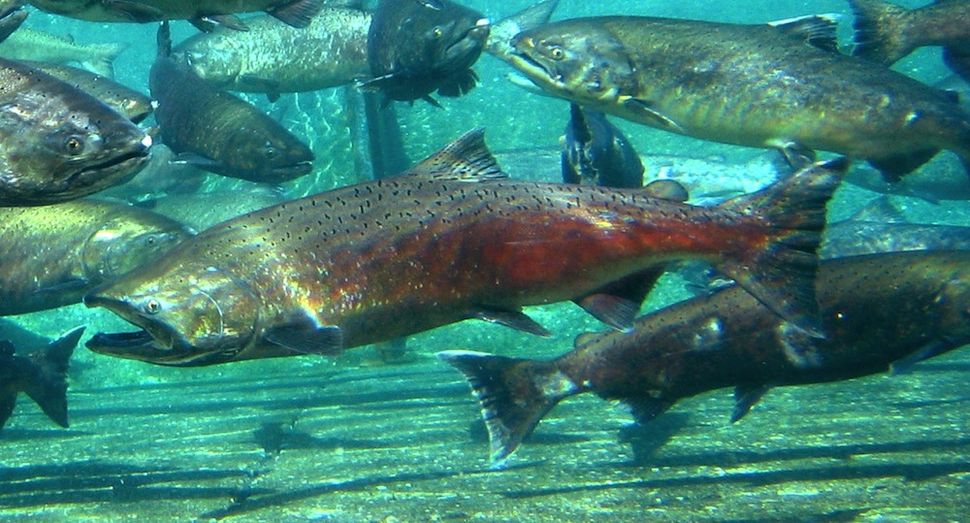 Young Salmon Born Knowing Migration Route Live Science