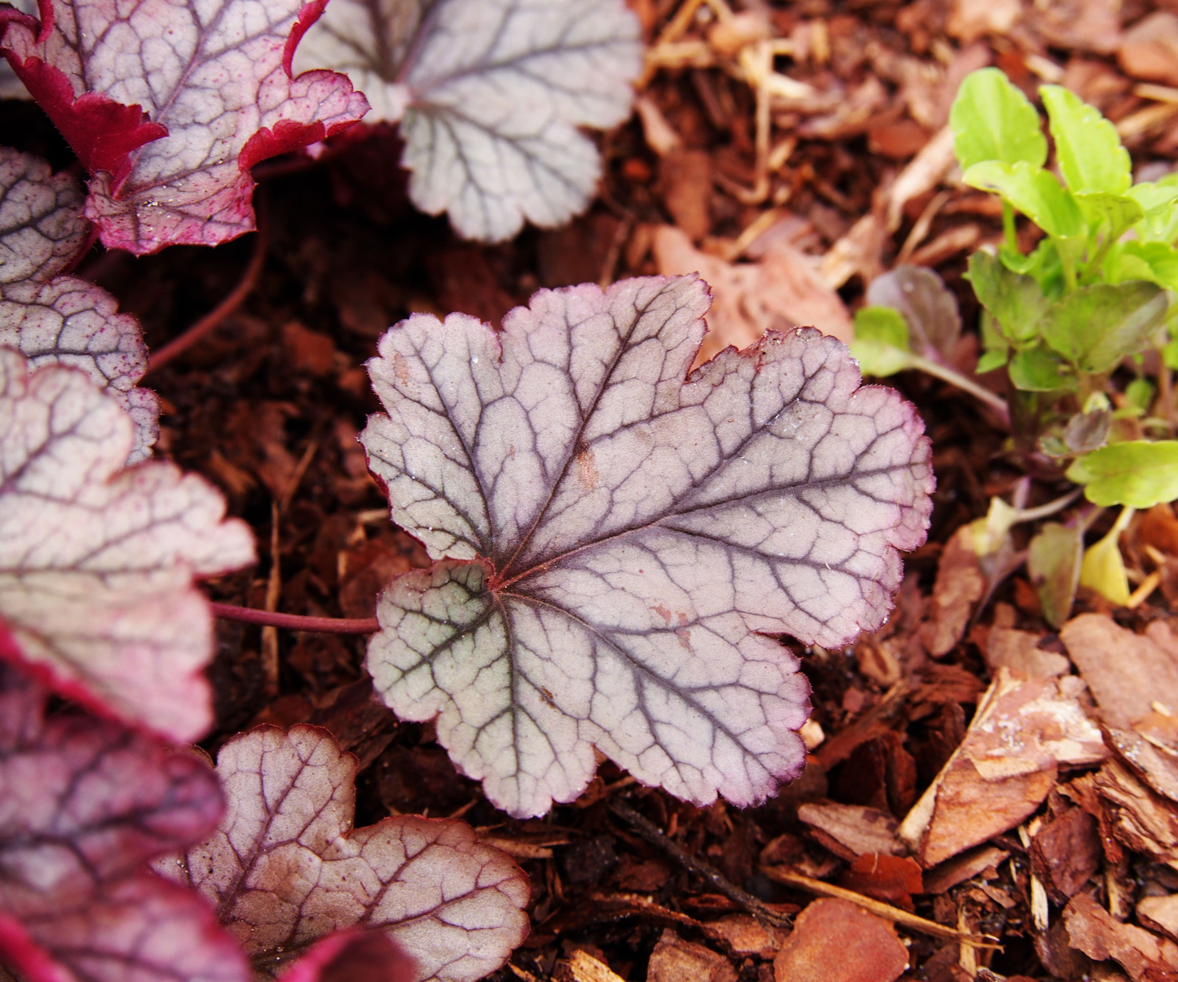 purple heuchera plant and leaves