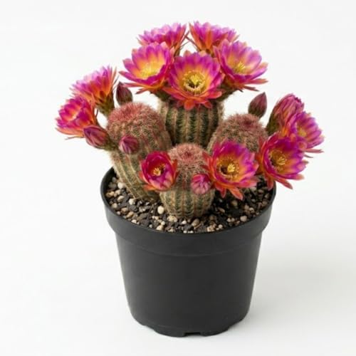 Colorful Hedgehog Cactus Succulent Plants 6-Inch Tall, Fully Rooted Cactus Succulent Plants - Sun-Loving Live Cactus Plants Indoor Outdoor for Balcony and Porch