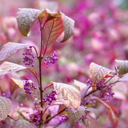 The beautiful purple berries of Callicarpa bodinieri var. giraldii ‘Profusion’ also known as the beautyberry 