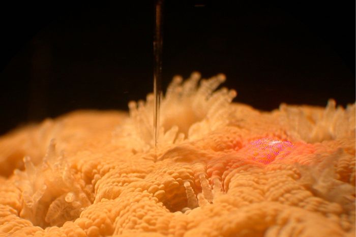 A sensor measures oxygen in coral