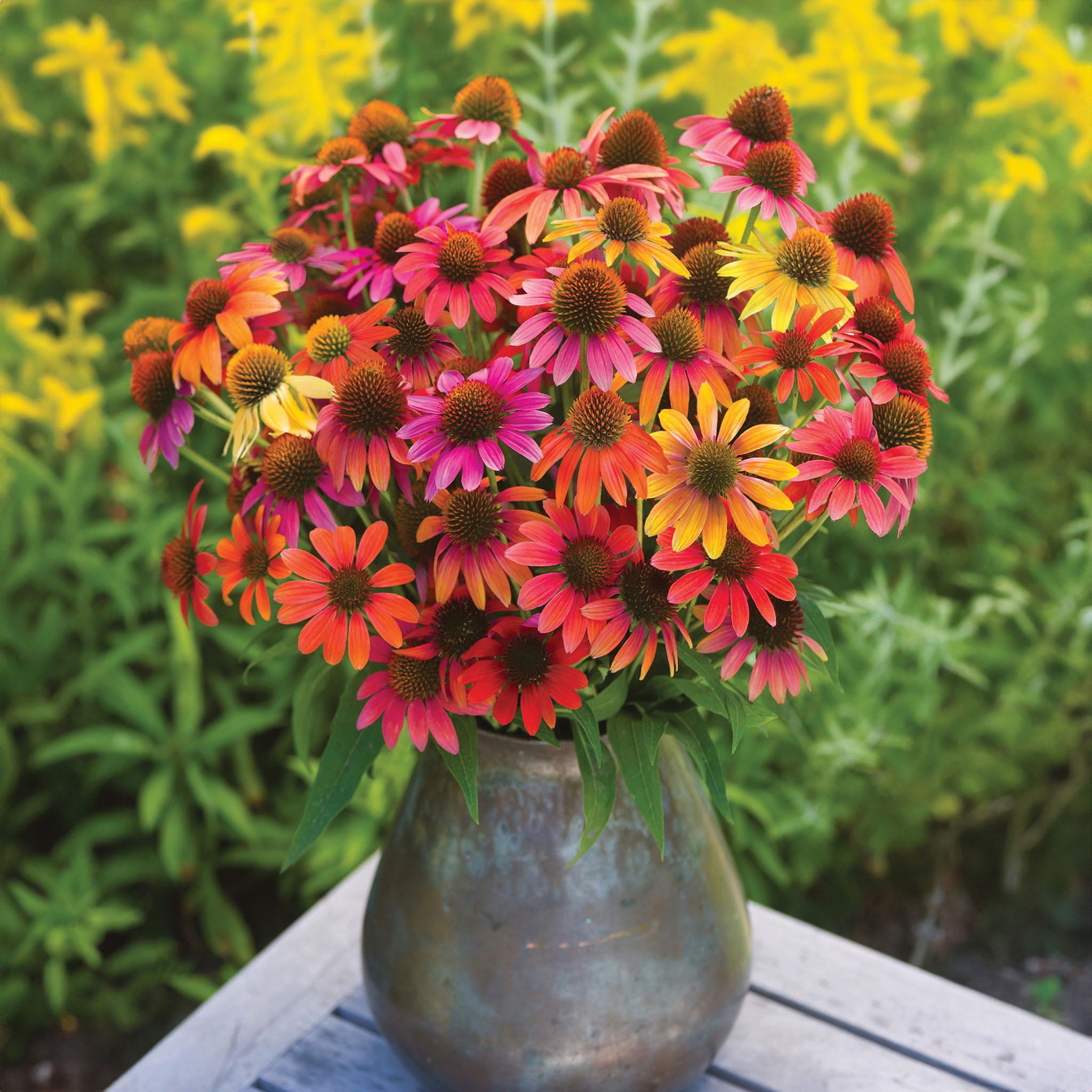 Warm Summer Echinacea Seeds &amp;amp; Plant