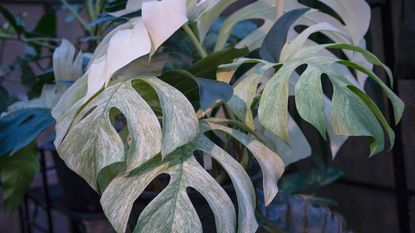 Variegated monstera plant growing indoors