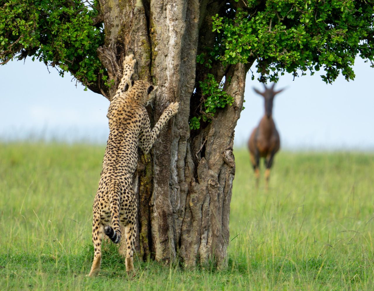 Why shouldn&#039;t you play hide-and-seek with this big cat? Because he&#039;s a cheetah. (Badoom-tish!). Leslie McLeod&#039;s highly commended picture in the Nikon Comedy Wildlife Awards.