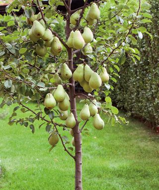 Small pear tree laden with fruit in garden
