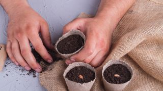 Sowing asparagus seeds in pots