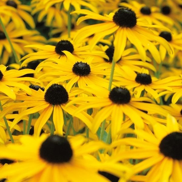 American Gold Rush Black - Eyed Susan