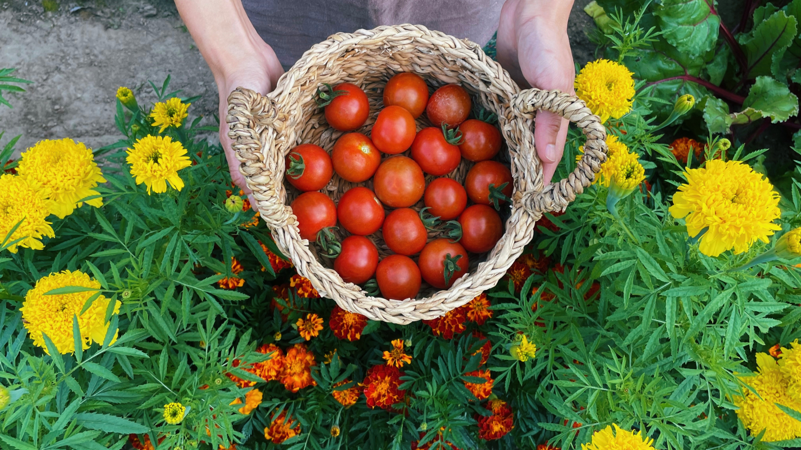 Woman holding basket of tomatoes above marigolds