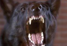 dogattack.jpg