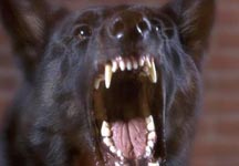 dogattack.jpg