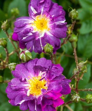 close up of Rosa ‘Veilchenblau’ rambling rose in bloom