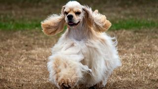 American cocker spaniel