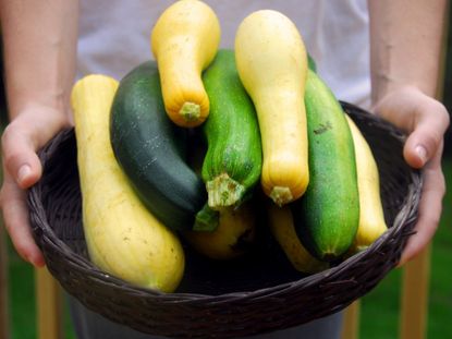 A Bowl Of Colorful Squash