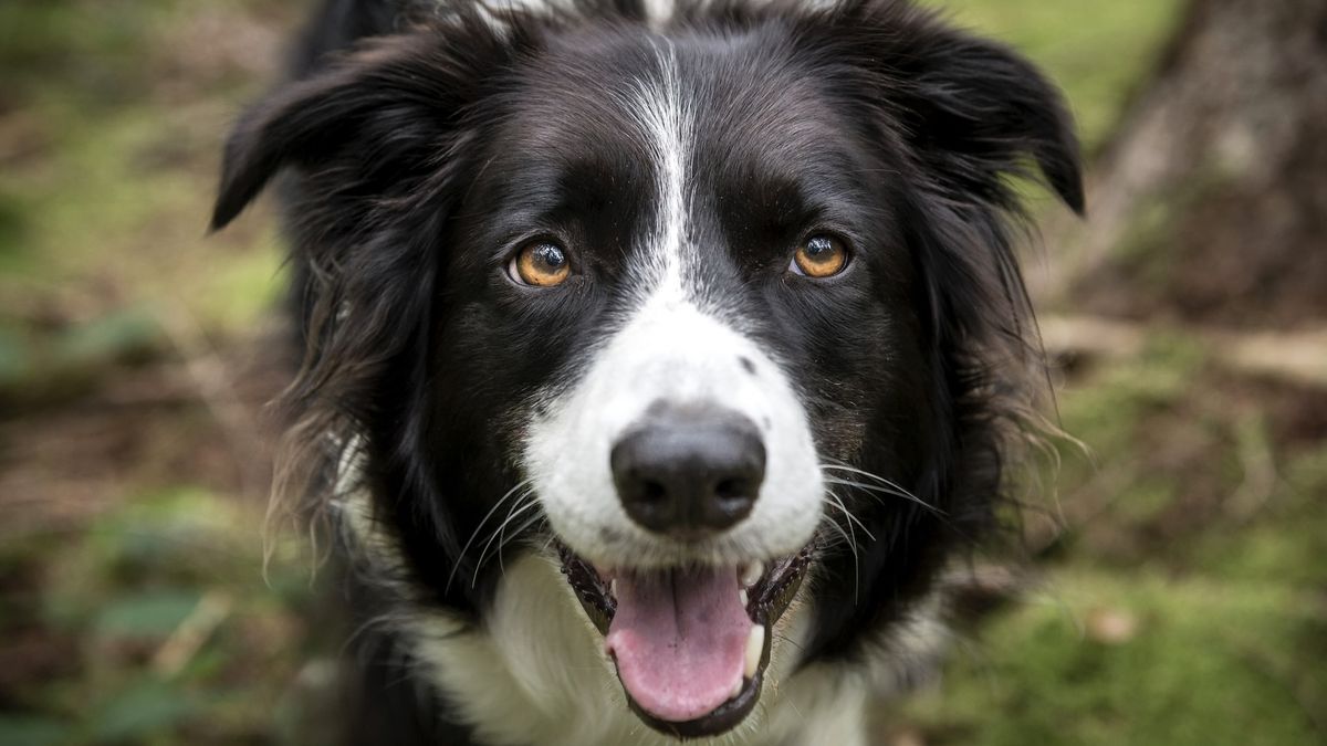 a border collie