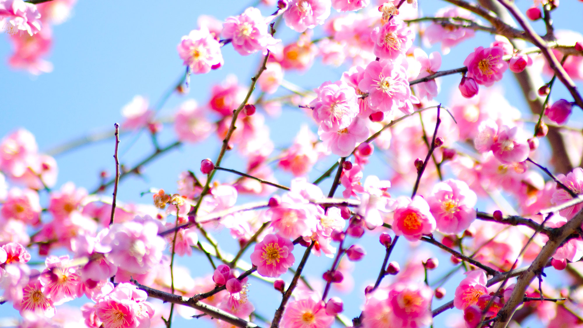 plum blossom with pink flowers growing on branches against blue sky