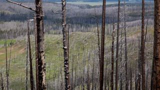 Dead trees from the 1988 wildfire are mostly still standing in a large burn area at Yellowstone National Park, Wyoming.