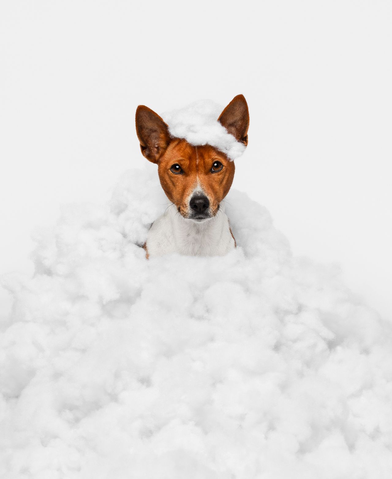 Category winner of the 2024 International Pet Photography Awards