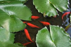 Fish And Lily Pads In A Pond