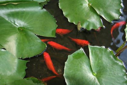 Fish And Lily Pads In A Pond