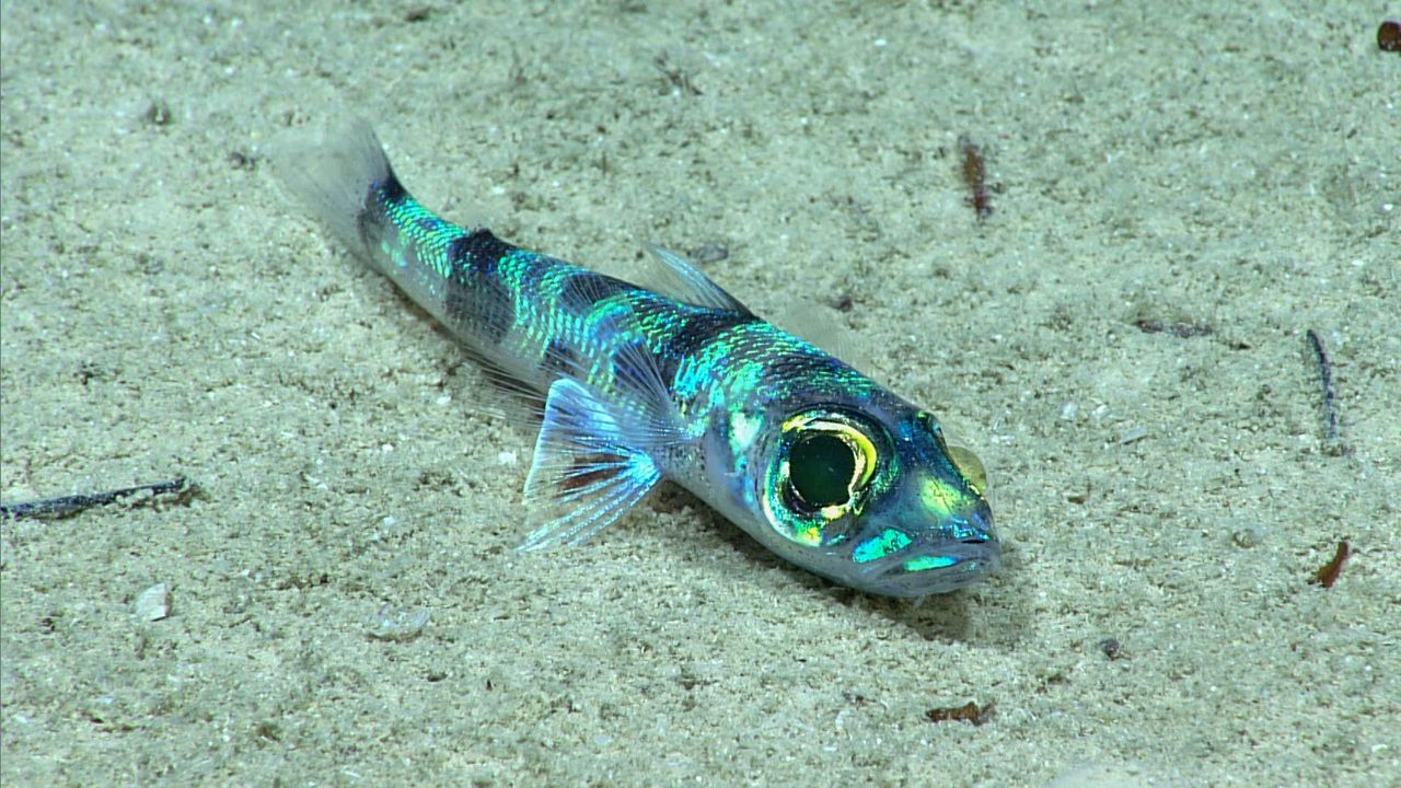 A greeneye fish also seen on the dive.