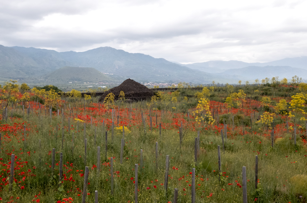 Etna vineyard in spring