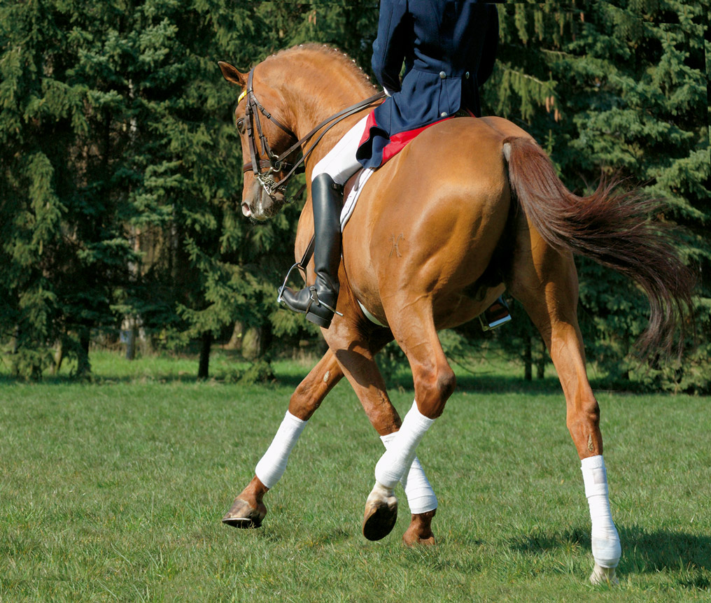 Dressage movement