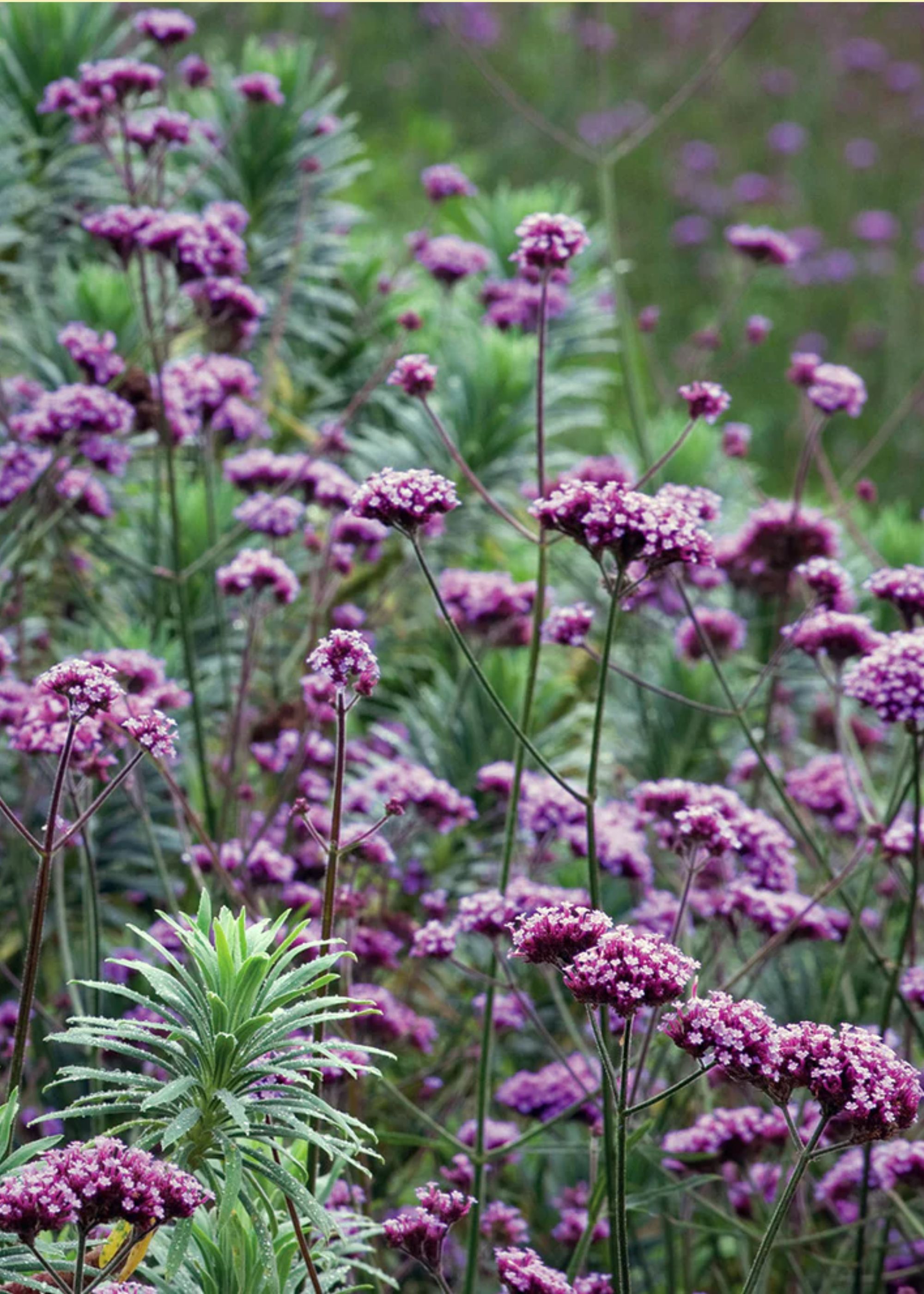A close-up of purple verbena flowers from Sarah Raven