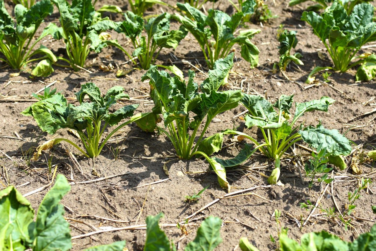 wilting chard