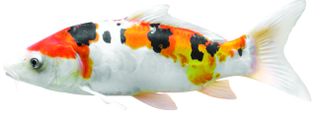 Pet fish - Koi Carp