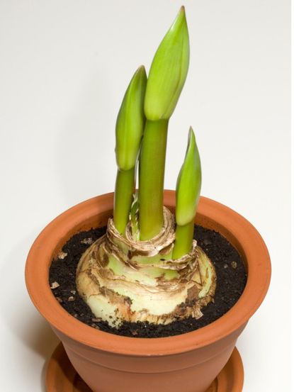 Potted Amaryllis Bulb