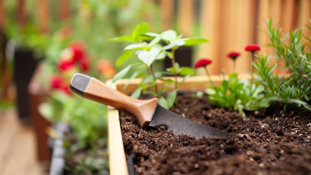 Hori hori knife in raised bed